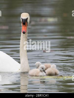 Baby stumme Schwäne, oder Cygnets, mit Mutter stumme Schwan auf dem See Katherine in Palos Heights, Illinois Stockfoto