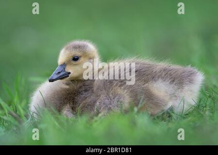 Baby Canada Gans (Gänse) sitzt im grünen Gras am Lake Katherine Nature Center in Palos Heights, Illinois Stockfoto
