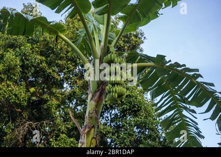 Bananenpalme mit Bündchen grüner Bananen auf einem Zweig in Thailand Stockfoto