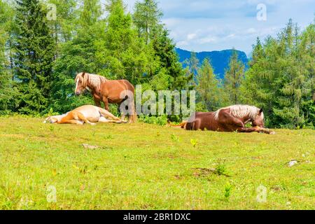 Pferde auf einer Wiese am Zwolferhorn Berg in der Nähe von St. Gilgen am Wolfgangsee im Salzkammergut, Österreich Stockfoto