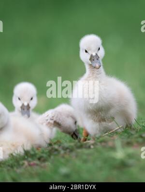 Ein Paar neugeborener Babyzygnets stumme Schwäne, die im grünen Gras sitzen Stockfoto