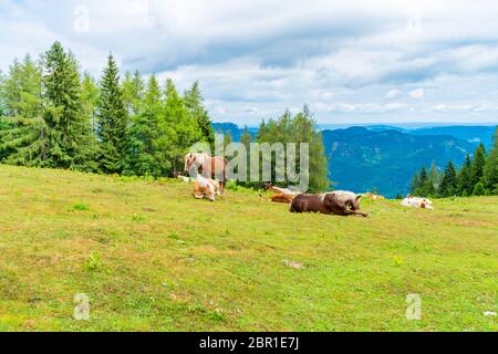 Pferde und Kühe auf einer Wiese auf Zwolferhorn Berg in der Nähe von St. Gilgen am Wolfgangsee im Salzkammergut, Österreich Stockfoto