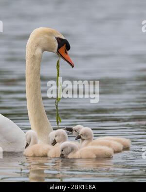 Neugeborene Schwäne (Cygnets) mit mutterstummen Schwanen auf dem See Katherine in Palos Heights, Illinois Stockfoto