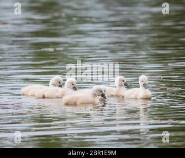 Neugeborene stumpfe Schwäne (Cygnets) auf dem See Katherine in Palos Heights, Illinois Stockfoto