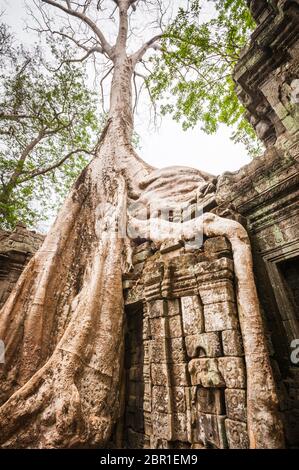 Seidenbaumwolle wächst auf den Ruinen des Ta Prohm Tempels. Angkor, UNESCO-Weltkulturerbe, Provinz Siem Reap, Kambodscha, Südostasien Stockfoto