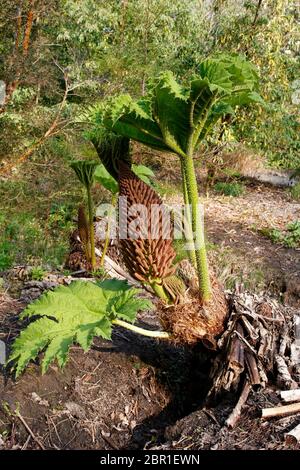 Riesige Gunnera Pflanze im Frühjahr zeigt die dornigen Stängel und Blume Stockfoto