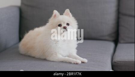 Weißer pommerscher Hund auf Sofa Stockfoto