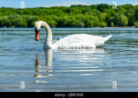 London, Großbritannien. 20 Mai 2020. UK Wetter - EIN stummer Schwan (Cygnus olor) geht bei Sonnenschein und warmem Wetter am Ruislip Lido im Nordwesten Londons ans Wasser. Die Prognose ist, dass die Temperaturen auf 29C steigen, den heißesten Tag des Jahres bisher. Kredit: Stephen Chung / Alamy Live News Stockfoto