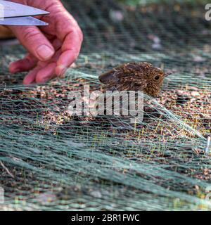 Jungkrautvogel ( Erithacus rubecula) aus Gartengeflechtung gerettet Stockfoto