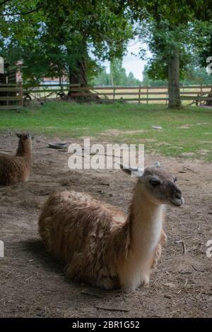 lama auf einem Bauernhof Stockfoto