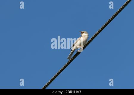 Gewöhnlicher Whitethroat (Sylvia communis), der auf einer Telefonleitung singt Stockfoto