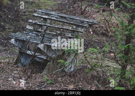 Eine alte Bank in einem Wald mit Ästen und Blättern. Farbe blättert ab. Getönt. Horizontal. Stockfoto