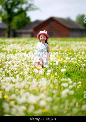 Paisley, Schottland, Großbritannien. Mai 2020. Maggie McNulty, 3, aus Kilbarchan in Renfrewshire spielt in Löwenzahn auf den St James Playing Fields, Paisley, Renfrewshire. Die normalerweise St James Fußballfelder sind sorgfältig von Bodenpersonal gemäht, aber mit Löwenzahn und langem Gras seit der Sperrung des Coronavirus überwuchert. Quelle: Chris McNulty/Alamy Live News Stockfoto