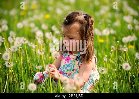 Paisley, Schottland, Großbritannien. Mai 2020. Maggie McNulty, 3, aus Kilbarchan in Renfrewshire spielt Löwenzahn auf den St James Playing Fields, Paisley, Renfrewshire an dem wärmsten Tag des Jahres bisher. Die normalerweise St James Fußballfelder sind sorgfältig von Bodenpersonal gemäht, aber mit Löwenzahn und langem Gras seit der Sperrung des Coronavirus überwuchert. Quelle: Chris McNulty/Alamy Live News Stockfoto