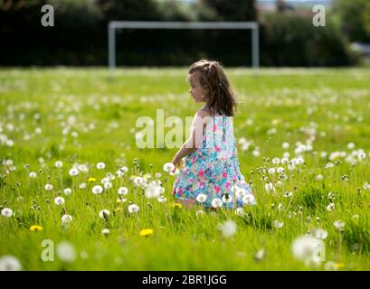 Paisley, Schottland, Großbritannien. Mai 2020. Maggie McNulty, 3, aus Kilbarchan in Renfrewshire spielt Löwenzahn auf den St James Playing Fields, Paisley, Renfrewshire an dem wärmsten Tag des Jahres bisher. Die normalerweise St James Fußballfelder sind sorgfältig von Bodenpersonal gemäht, aber mit Löwenzahn und langem Gras seit der Sperrung des Coronavirus überwuchert. Quelle: Chris McNulty/Alamy Live News Stockfoto