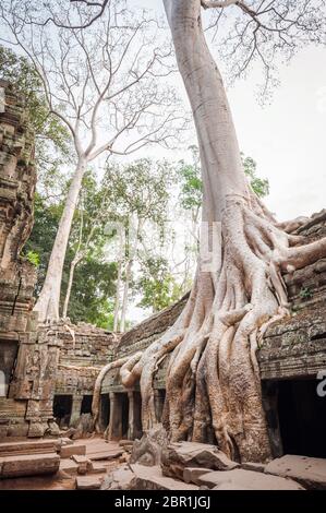 Seidenbaumwolle wächst auf den Ruinen des Ta Prohm Tempels. Angkor, UNESCO-Weltkulturerbe, Provinz Siem Reap, Kambodscha, Südostasien Stockfoto