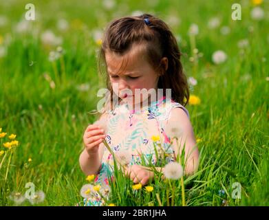 Paisley, Schottland, Großbritannien. Mai 2020. Maggie McNulty, 3, aus Kilbarchan in Renfrewshire spielt Löwenzahn auf den St James Playing Fields, Paisley, Renfrewshire an dem wärmsten Tag des Jahres bisher. Die normalerweise St James Fußballfelder sind sorgfältig von Bodenpersonal gemäht, aber mit Löwenzahn und langem Gras seit der Sperrung des Coronavirus überwuchert. Quelle: Chris McNulty/Alamy Live News Stockfoto