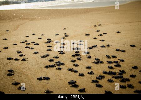 Baby Hatchling" meeresschildkröten Kampf ums Überleben, da sie sich auf dem Ozean in Cabo Pulmo National Park in der Nähe von Cabo San Lucas, Mexiko scamper Stockfoto