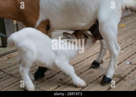 Kleine Ziege, die Milch von ihrer Mutter trinkt Stockfoto