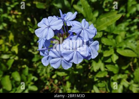 Blaue Blüten der Pflanze plumbago auriculata (Bleiwürze) Stockfoto