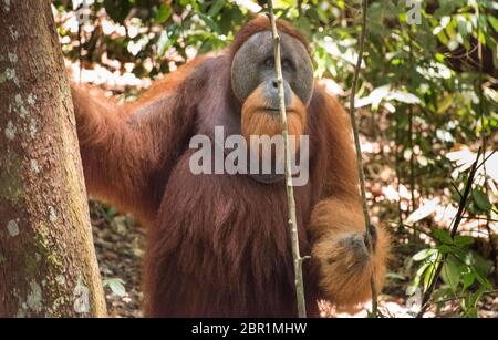 Männlicher Orang-Utan stehend Stockfoto