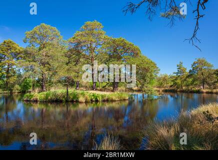 Little Flash Pond, Frensham Common, Rushmoor, Surrey, England, Großbritannien. Stockfoto