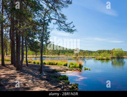 AX Pond, Frensham Common, Rushmoor, Surrey, England, Großbritannien. Stockfoto