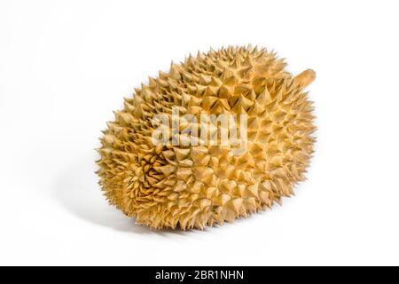 Single Durian auf weißem Hintergrund, Stillleben Fotografie. Stockfoto