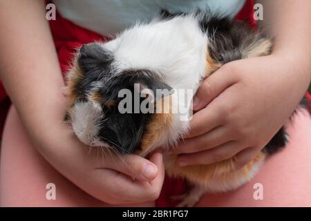 meerschweinchen in den Händen Stockfoto