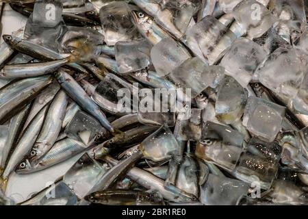 Frische, kleine, silberne Fische, die mit Eiswürfeln bedeckt sind, um sie frisch zu halten. Die Fische werden auf einem Markt verkauft. Stockfoto