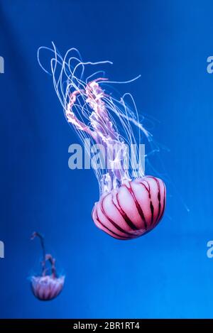 Chrysaora melanaster Pazifischen Meer brennessel Quallen. Vibrant Pink gegen einen tiefen blauen Hintergrund Stockfoto