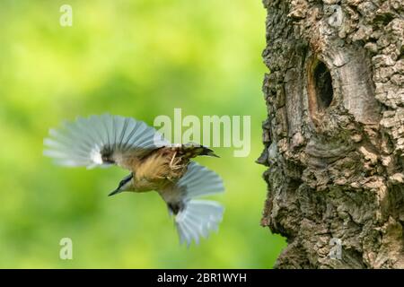 FKK (Sitta europaea), die nach der Fütterung der Küken in Hampshire, Großbritannien, aus dem Nistloch in einem Trauerweidenbaum wegfliegt Stockfoto