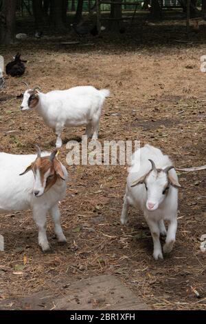 Drei Bauernziegen Stockfoto