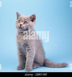 Scottish Straight Kätzchen. Kitty sitzt seitlich und sieht auf der linken Seite. Auf einem blauen Hintergrund Stockfoto