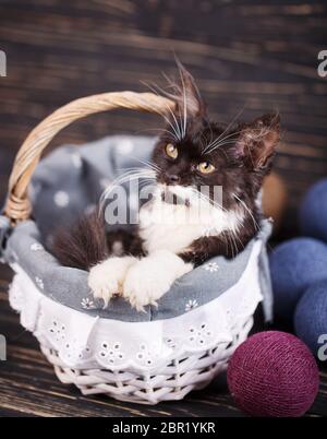 Die Katze ist in der Schublade. Kitten, die Pfoten auf den Korb Stockfoto