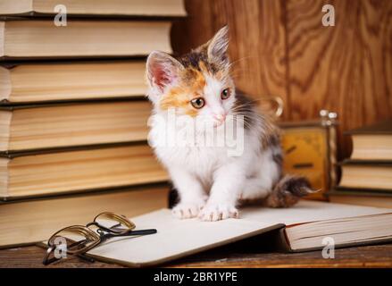 Die Katze auf dem Bücherregal. Das Buch enthält eine Brille. Eine verspielte Katze auf dem Hintergrund der Bücher Stockfoto