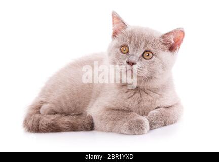 Scottish Straight Kätzchen. Kitty von Kaffee Farbe. Eine lustige, flauschige Kätzchen hört aufmerksam zu. Kitty ist das Lügen und oben zu schauen. Auf einem weißen backgr Isoliert Stockfoto