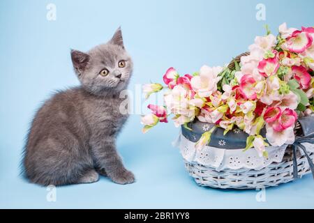 Scottish Straight Kätzchen. Kitty und Blumen auf einem hellblauen Hintergrund. Grau Kitty mit flauschigen Schnurrbart. Das Kätzchen posiert vor der Fotograf Stockfoto