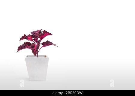 Schöne Zimmerpflanze coleus im Blumentopf auf weißem Hintergrund Stockfoto