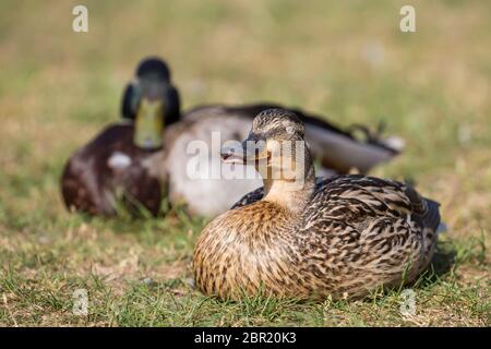 Paar wilde UK Stockenten (Anas platyrhynchos) isoliert im Freien auf Gras in Sonnenschein. Weibliche Stockente schläft, Augen geschlossen. Stockfoto