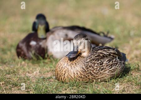 Paar wilde UK Stockenten (Anas platyrhynchos) isoliert im Freien auf Gras in der Sonne. Weibliche Stockente schläft, Augen geschlossen. Stockfoto