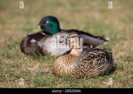 Paar wilde UK Stockenten (Anas platyrhynchos) isoliert im Freien sitzen auf Gras im Frühling Sonnenschein. Drake & Henne Stockenten. Stockfoto