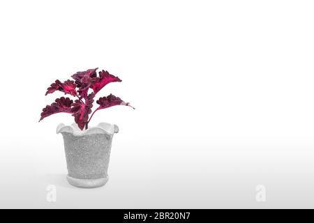 Schöne Zimmerpflanze coleus im Blumentopf auf weißem Hintergrund Stockfoto