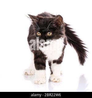 Niedlich, flauschige Kätzchen auf einem Tisch. Schwarze und weiße Kätzchen auf weißem Hintergrund. Stockfoto