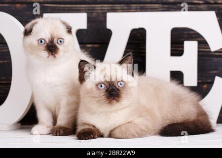 Scottish Straight und Scottish Fold Kitten. Konzept einer Packungsbeilage für PET-Produkte. Zwei flauschige, niedliche Kätzchen auf einem dunklen Hintergrund. Die Katzen anschauen. Stockfoto