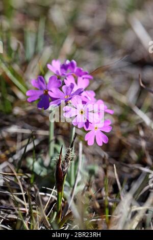 Vogelperspektive Primula farinosa Flowers, Widdybank Fell Moor House National Nature Reserve, Teesdale County Durham UK Stockfoto