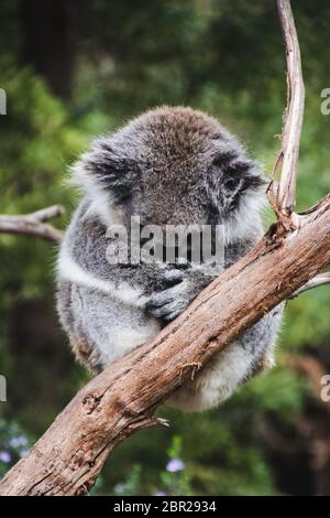 Schlafender Koala im healesville Sanctuary Stockfoto