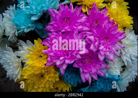 Bunte Chrysanthemen, ein festliches Bouquet als Geschenk. Seltene blaue Blüten, gelb und rosa. Stockfoto