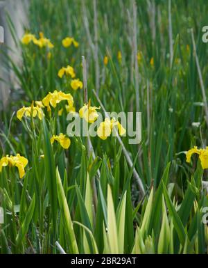Wilde Flagge Iris (Iris pseudacorus) wächst in den Rändern eines Dorfes Teich, East Yorkshire, England, Großbritannien, GB. Stockfoto