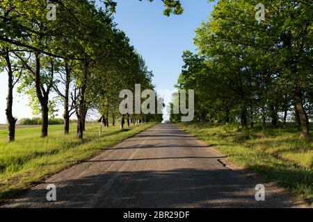 Von Bäumen gesäumte Straße in die Ferne, Straße und Tunnel Bäume Stockfoto